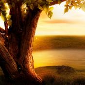 Arbre de Vie Soin Visage et Détente - 1h15